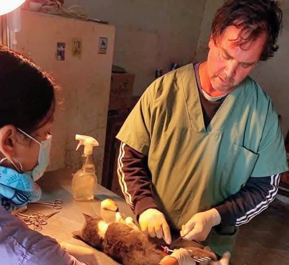 Hoy se celebra el Dia del Veterinario